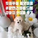비비드봉 | 광안리 강아지미용실 추천 비비드봉 워리 첫 배냇미용 후기 전후비교 사진 있음