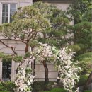 양평벚꽃하우스 이미지