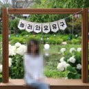 유구색동수국협동조합 | 공주 유구색동수국정원 수국 축제 사진