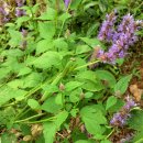 방아농장 이미지