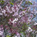 수수꽃다리 이미지