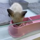 냥이의하루 카페.분양 이미지