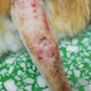 러브펫 동물병원 이미지