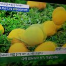 감기약과 유자차,레몬차.감귤차 함께먹으면 NO/혈액 지방과 노폐물 제거 유자/기치유센터. 이미지