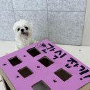 슬기로운 멍생활 이미지