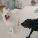 부산대형견호텔 24시 강아지유치원 목욕 대견하개 서면점 이미지