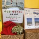 세븐일레븐 주문진도깨비점 | 강릉 루프탑 도깨비 촬영지 젤라또 오션뷰 카페 솔직후기