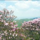 화학산등산로 이미지