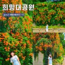 희망대공원길 | 희망대공원 능소화 실시간 개화현황, 지금 가도 예쁠까?