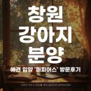 퍼피애견 | 창원 강아지 분양 애견 입양 퍼피어스 방문후기