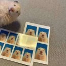 치프커넥션 | 일본 워홀 준비물 출국 전 한국에서 사가면 좋을 것들 (특히 다이어터라면 필독)