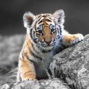 백호PC방 이미지