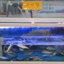 충무활어횟집 이미지