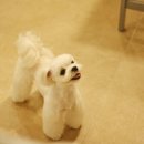 다다다펫그루밍 이미지