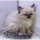 행복한강아지 이미지