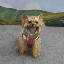 이리온 양재점 | 양재 코리아 펫쇼 후기~