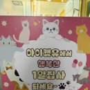 익산 고양이카페 아이캣유 이미지
