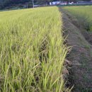 향미농장 이미지