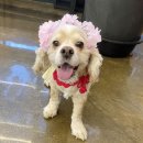 아라애견 이미지