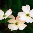 플라워 도그 이미지