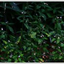쥐꼬리망초(월드컵공원)....2023.9.10 이미지