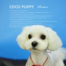 코코애견샵 이미지