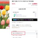 스마트종묘사 | 2024 추식구근 구입 정리 (1) - 풀떼기하우스 &#39;저렴이구근&#39; | 반아이크 튤립 &amp; 푸에블로 수선화