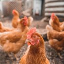 봉두농장 이미지