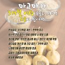 페루의 산삼이라는 '마카' 이미지