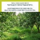 세화1리 이미지