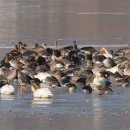 주남저수지 이미지