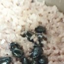 백운농산 네이버블로그