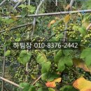 운정토마토공인중개사사무소 | 파주 운정신도시 인근 맥금동 농지 580평대 저렴 매매, 수도권 주말 농장 급매