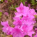 체리네일 이미지