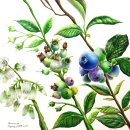 꽃그림 보타니컬아트 이미지