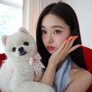 프리지아 이미지