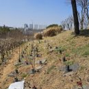 무궁화비료 이미지