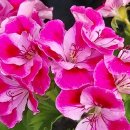 경화시장 이미지