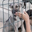 강아지 켄넬 이미지