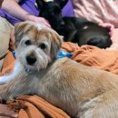 개린이 하우스 | 국제 강아지의 날, 유기견 입양 전 필수 준비물 &amp; 솔직 후기