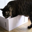 착한 고양이 이미지