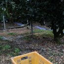 광령귤나무 | 제주도 귤따기 체험, 맛동산정우감귤농장 : 아이와 제주도여행코스