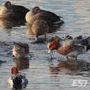 하천(금강3) 이미지