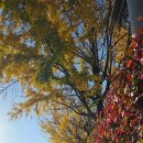 서리게이트볼장 이미지