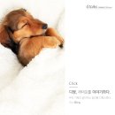 PET LOVE 이미지