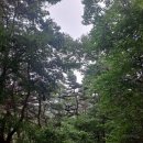 음이온 숲~~(사진 많아요) 이미지