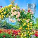 주정차단속-126 | 부산 장미공원 화명 장미원 개화현황 주차 5월 당일피크닉 추천