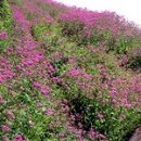 소만농장 이미지