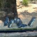 산들여행사 | 호주여행 시드니 페더데일동물원 블루마운틴 선셋투어 후기(무한투어 대니 가이드)