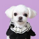 상록수12사진관